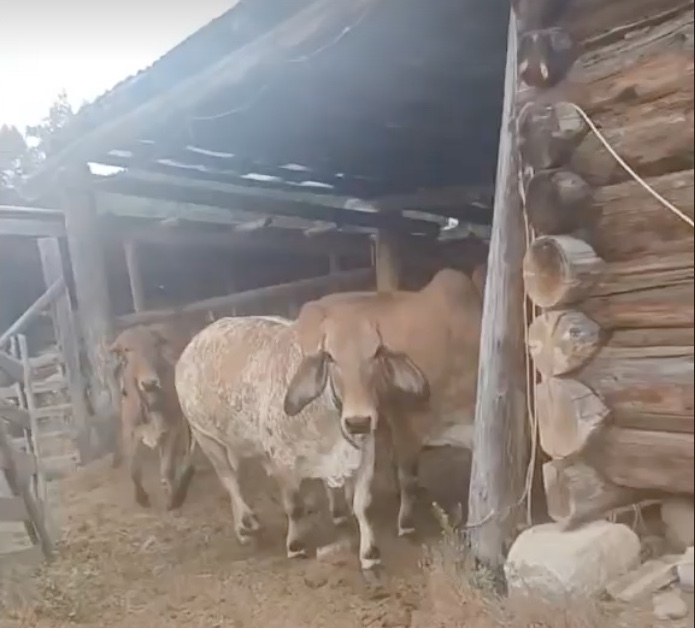 cow barn