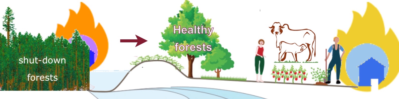 healthy forest