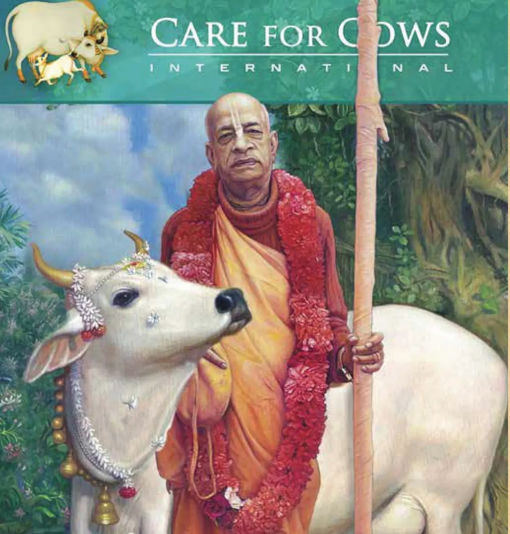 prabhupada and cow
