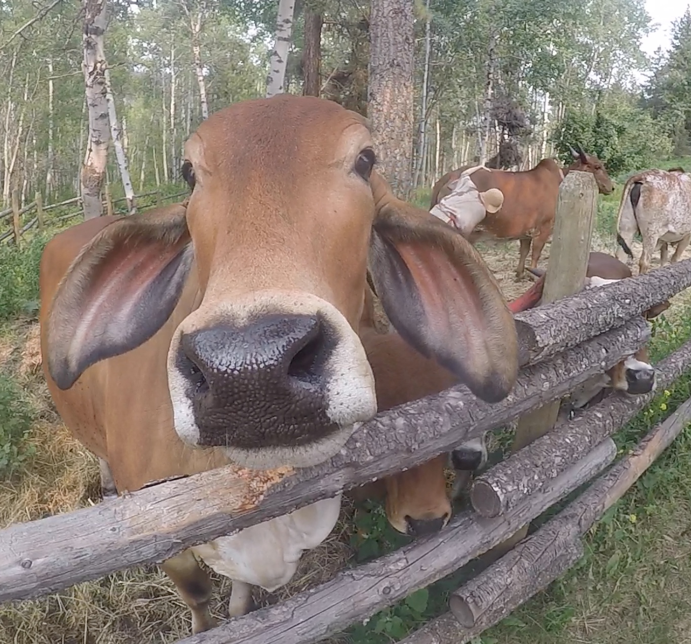 varuni cow