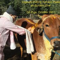 Putting tumeric on Surabhi cow