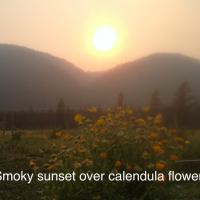 Smokey sunset over calendula flowers