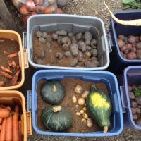Harvest Root crops for winter bhoga