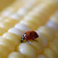Lady bug on corn
