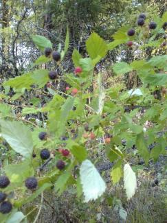 Wild berries