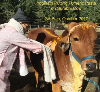 Putting tumeric on Surabhi cow