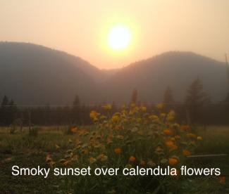 Smokey sunset over calendula flowers