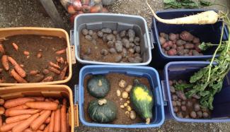 Harvest Root crops for winter bhoga