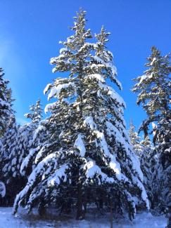 Frozen trees