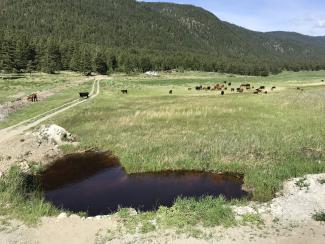 roaming cows occupy south end fields