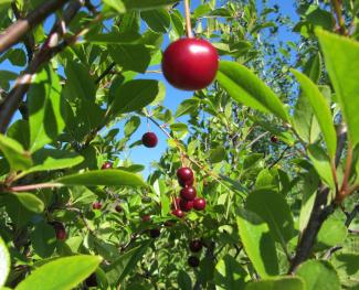 Cherry growing in Co-op garden