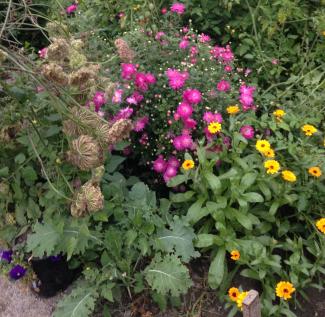 Flowers in Greenhouse