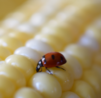 Lady bug on corn