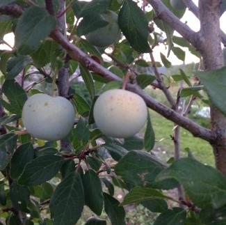 Green plums