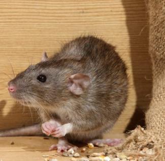 rat