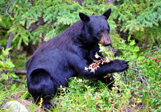 bear eats berries