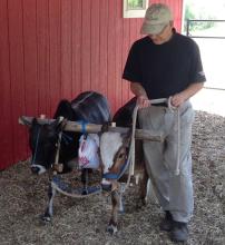 Yoginath prabhu training ox