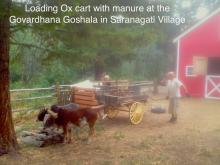 loading-ox-cart