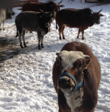 Dharma and the other cows