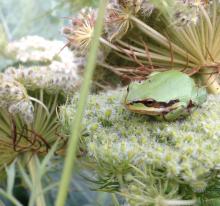 Frog on Dill plant