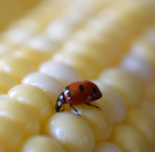 Lady bug on corn