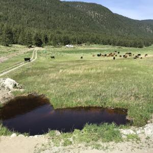 roaming cows occupy south end fields