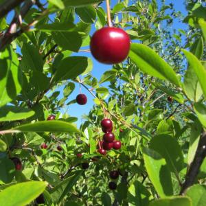 Cherry growing in Co-op garden