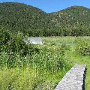 Bridge to Co-op garden