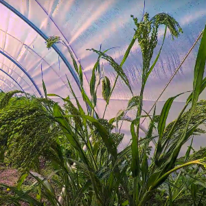 Millet growing in greenhouse